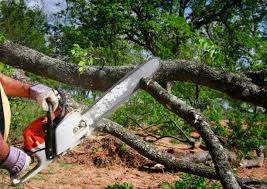 Best Arborist Consultation Services  in North Springfield, VA